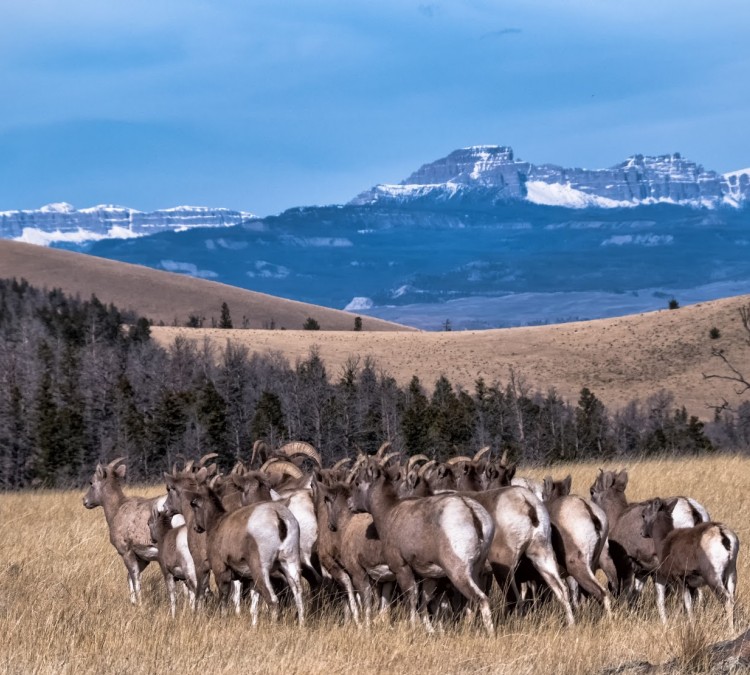National Bighorn Sheep Center (Dubois,&nbspWY)